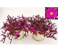POWERS TO FLOWERS - DELOSPERMA FUCSIA, SANGRE DE TORO, MESEMBRIANTEMO RIFIORENTE, 2 PIANTE IN VASO 14 cm DIAMETRO, piante vere