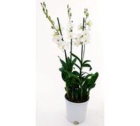 POWERS TO FLOWERS - DENDROBIUM-PHALAENOPSIS BIANCO, XXXL VASO 20 ALTEZZA 100CM,9 pianta vera
