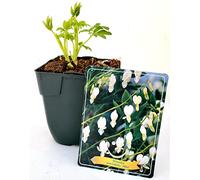 POWERS TO FLOWERS - DICENTRA SPECTABILIS A FIORE BIANCO, pianta vera