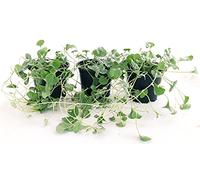 POWERS TO FLOWERS - DICONDRA, DICHONDRA ARGENTEA, 3 PIANTE, VASO 12CM, Piante vere