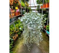 POWERS TO FLOWERS - DICONDRA, DICHONDRA ARGENTEA, BASKET 16CM DIAMETRO, Piante vere
