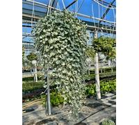 POWERS TO FLOWERS - DICONDRA, DICHONDRA ARGENTEA, BASKET 18CM DIAMETRO, Piante vere