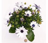 POWERS TO FLOWERS - DIMORFOTECA MARGHERITA BIANCO, IN VASO CERAMICA ANTRACITE A RIGHE, VASO 14CM, pianta vera