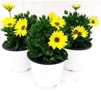 POWERS TO FLOWERS - DIMORFOTECA MARGHERITA GIALLO, 3 PIANTE, VASO 14 CM, piante vere