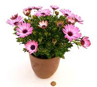 POWERS TO FLOWERS - DIMORFOTECA MARGHERITA ROSA IN VASO CERAMICA MOKKA, pianta vera
