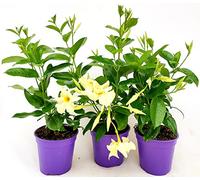 POWERS TO FLOWERS - DIPLADENIA GIALLA, 3 PIANTE, VASO 12CM DIAMETRO, pianta vera