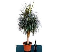 POWERS TO FLOWERS - DRACENA MARGINATA MAGENTA PIANTA MADRE, pianta vera