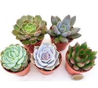 POWERS TO FLOWERS - ECHEVERIA DA MURO, MINI SET 5 PEZZI, VASO 5,5CM DIAMETRO, piante vere