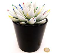 POWERS TO FLOWERS - ECHEVERIA PICASSO WHITE, VASO 13CM, CACTUS COLOR LIFE, pianta vera