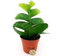 POWERS TO FLOWERS - EPIPHYLLUM LINGUA DI SUOCERA ZIG ZAG, RHIPSALIS, vaso 10cm, pianta vera