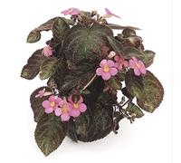 POWERS TO FLOWERS - EPISCIA PINK PANTHER, pianta vera