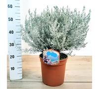 POWERS TO FLOWERS - EREMOPHYLA NIVEA XXL, VASO 26CM, pianta vera