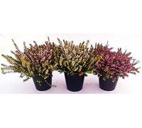 POWERS TO FLOWERS - ERICA CARNEA DARLEYENSIS TRIS, ROSA-BIANCA-ROSSA, piante vere