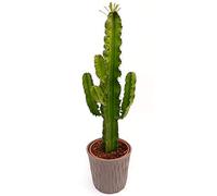 POWERS TO FLOWERS - EUPHORBIA VULCANA ERITREA, SPINA DI CRISTO, CACTUS DEL FREDDO, IN VASO CERAMICA ANTRACITE, vaso 20cm altezza 70cm, pianta vera