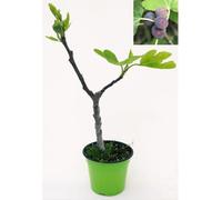 POWERS TO FLOWERS - FICO, FICUS CARICA NANO, VASO 14CM ALTEZZA 30CM, pianta vera