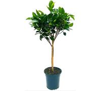 POWERS TO FLOWERS - FICUS AUSTRALIS ALBERELLO ALTEZZA 100CM, pianta vera