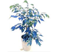 POWERS TO FLOWERS - FICUS BENJAMIN BLU AZZURRO IN VASO CERAMICA ARGENTO, pianta vera!!!