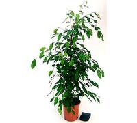 POWERS TO FLOWERS - FICUS BENJAMIN VERDE, ALTEZZA 100/110cm, pianta vera