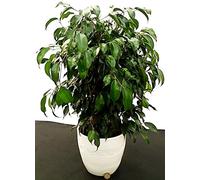 POWERS TO FLOWERS - FICUS BENJAMIN VERDE DANIEL IN VASO CERAMICA BIANCO RIGATO, pianta vera