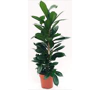 POWERS TO FLOWERS - FICUS CYATHISTIPULA, ALTEZZA 120CM, pianta vera