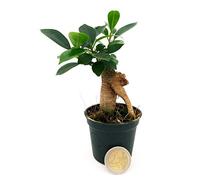 POWERS TO FLOWERS - FICUS GINSENG MINI IDEALE PER TERRARIUM, Pianta vera