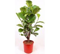 POWERS TO FLOWERS - FICUS LYRATA, PIANTA MADRE, ALTEZZA 130CM pianta vera