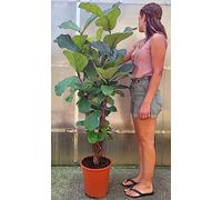POWERS TO FLOWERS - FICUS LYRATA XXL, PIANTA MADRE CON TRONCO, VASO 27CM DIAMETRO, ALTEZZA 160CM, pianta vera
