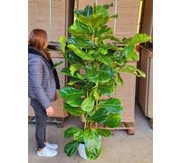 POWERS TO FLOWERS - FICUS LYRATA XXL, VASO 30CM DIAMETRO, ALTEZZA 210CM, pianta vera
