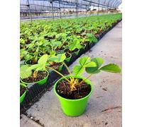 POWERS TO FLOWERS - FRAGOLA DA TRAPIANTO QUATTRO STAGIONI, vaso 11 cm diametro, 10 piante, piante vere