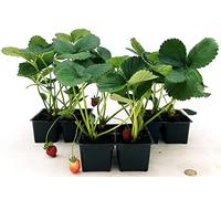 POWERS TO FLOWERS - FRAGOLA QUATTRO STAGIONI, 12 PIANTE BIO, Piante vere