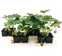 POWERS TO FLOWERS - FRAGOLA QUATTRO STAGIONI, 16 PIANTE BIO, Piante vere