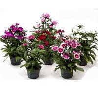 POWERS TO FLOWERS - GAROFANO DEI POETI SET 6 PEZZI, vaso 11cm, piante vere