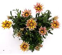 POWERS TO FLOWERS - GAZANIA BICOLORE BIANCO ROSA, 3 PIANTE, vaso 14cm Diametro, piante vere