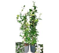 POWERS TO FLOWERS - GELSOMINO RAMPICANTE, RINCOSPERMUM, e GELSOMINO SAMBAC, Vaso 18cm, Altezza 100cm, 2 PIANTE, piante vere