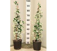 POWERS TO FLOWERS - GELSOMINO RAMPICANTE, RINCOSPERMUM, Vaso 18cm, Altezza 100cm, 2 PIANTE, piante vere