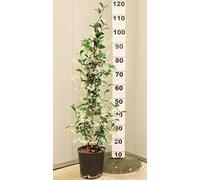 POWERS TO FLOWERS - GELSOMINO RAMPICANTE, RINCOSPERMUM, Vaso 18cm, Altezza 100cm, piante vere