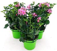 POWERS TO FLOWERS - GERANIO PARIGINO ROSA "HERCULES", PELARGONIUM, 3 PIANTE VASO 14, piante vere