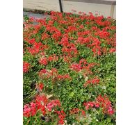 POWERS TO FLOWERS - GERANIO PARIGINO ROSSO MINI BALCON, PELARGONIUM, 4 PIANTE VASO 14, piante vere
