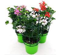 POWERS TO FLOWERS - GERANIO PARIGINO TRIS, ROSSO-ROSA-BIANCO, "HERCULES", PELARGONIUM, 3 PIANTE VASO 14, piante vere