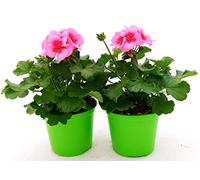 POWERS TO FLOWERS - GERANIO ZONALE"HERCULES", PELARGONIUM, 2 PIANTE VASO 14, ROSA BICOLORE, piante vere