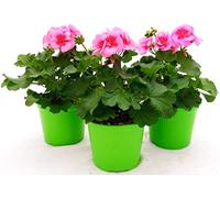 POWERS TO FLOWERS - GERANIO ZONALE"HERCULES", PELARGONIUM, 3 PIANTE VASO 14, ROSA BICOLORE, piante vere
