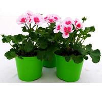 POWERS TO FLOWERS - GERANIO ZONALE"HERCULES", PELARGONIUM, 3 PIANTE VASO 14 ROSA BICOLORE, piante vere