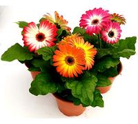 POWERS TO FLOWERS - GERBERA BICOLORE 3 PIANTE, VASO 13CM, MARGHERITA, piante vere