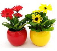 POWERS TO FLOWERS - GERBERA GIALLA E ROSSA IN VASO CERAMICA SFERICO, 2 PIANTE, VASO 14CM, MARGHERITA, piante vere