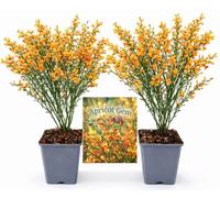 POWERS TO FLOWERS - GINESTRA ARANCIONE, VARIETA' 'APRICOT GEM', VASO 12CM DIAMETRO, 2 PIANTE, pianta vera