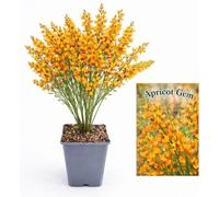 POWERS TO FLOWERS - GINESTRA ARANCIONE, VARIETA' 'APRICOT GEM', VASO 12CM DIAMETRO, pianta vera