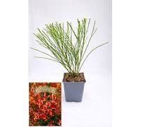 POWERS TO FLOWERS - GINESTRA ARANCIONE, VARIETA' 'GOLDFINCH' pianta vera