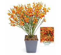 POWERS TO FLOWERS - GINESTRA ARANCIONE, VARIETA' 'LENA', VASO 12CM DIAMETRO, pianta vera