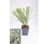 POWERS TO FLOWERS - GINESTRA BIANCA, VARIETA' 'WHITE LION' pianta vera