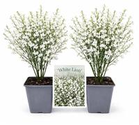 POWERS TO FLOWERS - GINESTRA BIANCA, VARIETA' 'WHITE LION', VASO 20CM DIAMETRO, 2 PIANTE, pianta vera